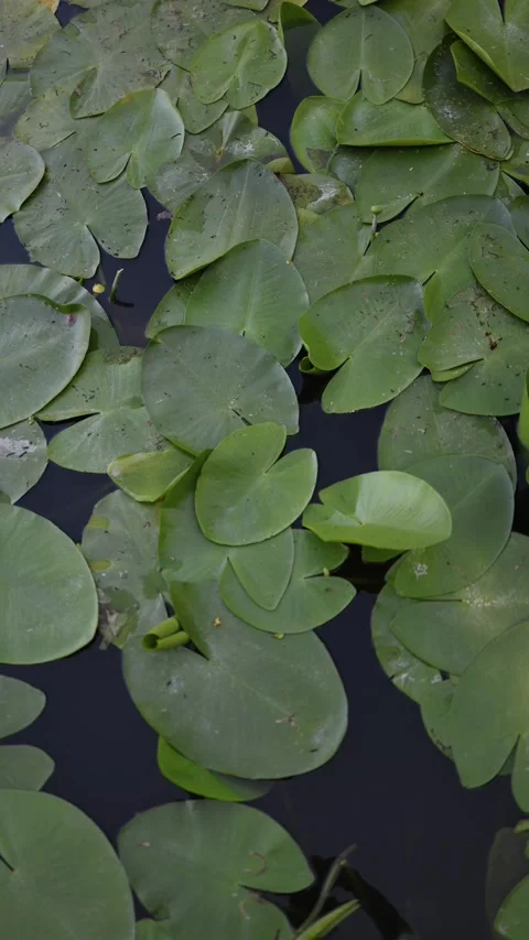 Vertical screen closeup of green lily pads floating on dark pond water with natu Stock Footage 312288230