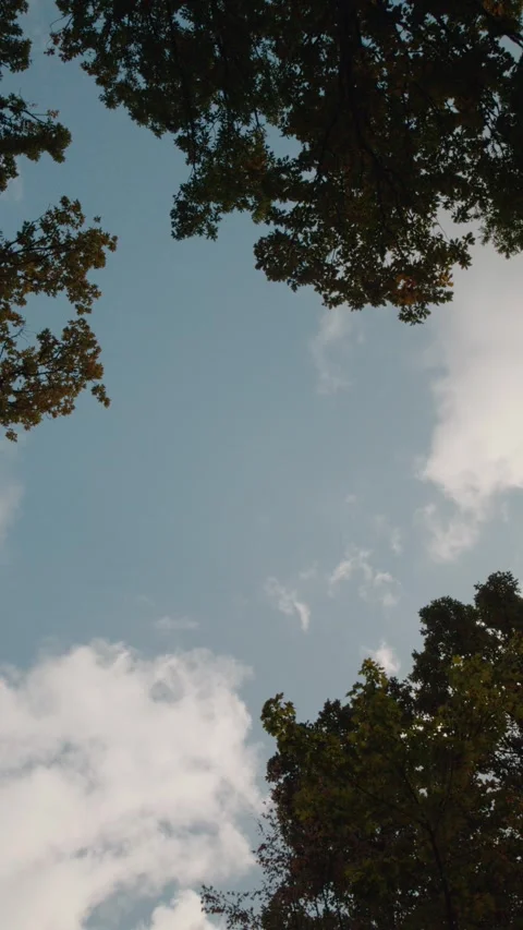 Vertical Screen Clouds going over the forest while trees turn multicolor. Stock Footage 303498086