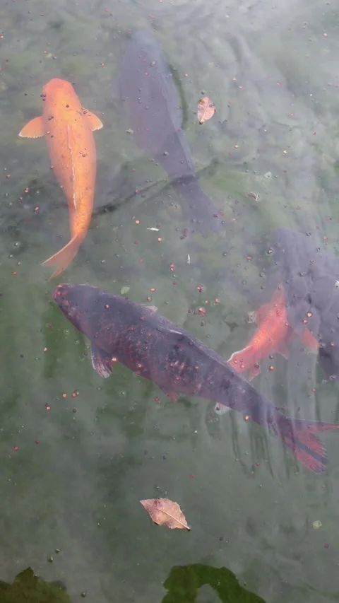 Vertical screen colorful koi fish swimming in clear pond water with scattered fo Stock Footage 318869310