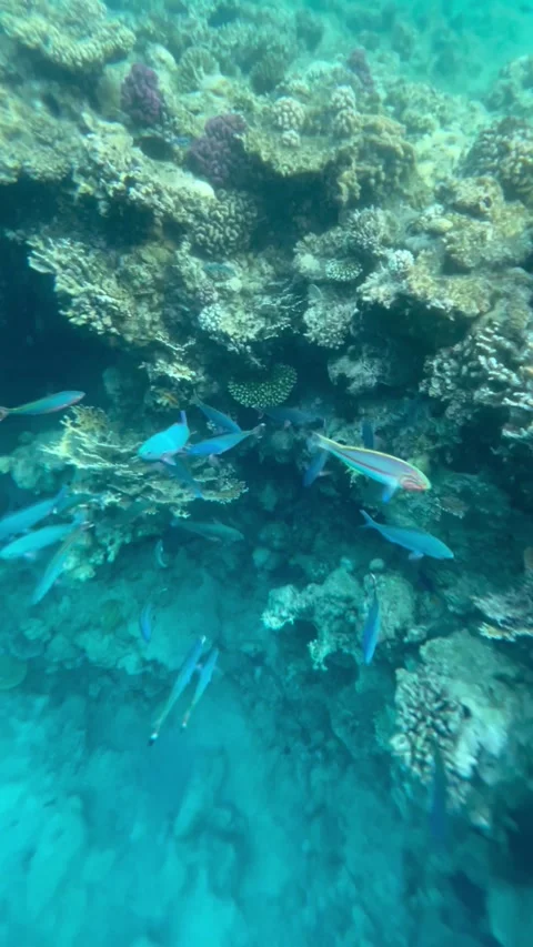 Vertical screen coral reef cave with school of blue fish swimming through clear  Stock Footage 317086601
