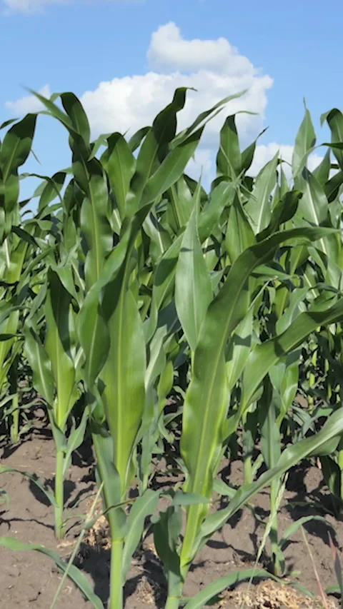 Vertical Screen: Corn Maize Agriculture Nature Field in blue sky background Stock Footage 230036131