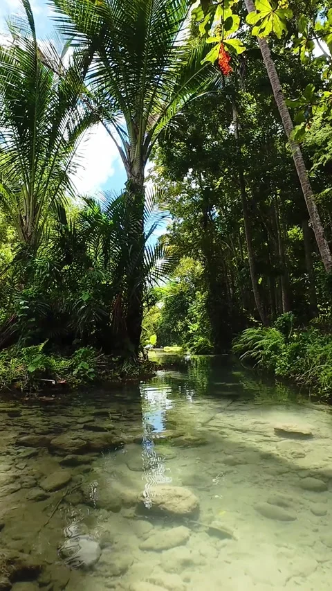 Vertical screen Crystal Stream Palm Aisle Calm Siquihor Reflective Water Over Stock Footage 339042456