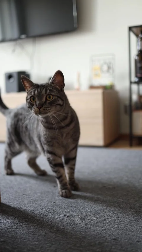 Vertical screen A curious tabby cat steps carefully through the room with wide e Stock Footage 312676457