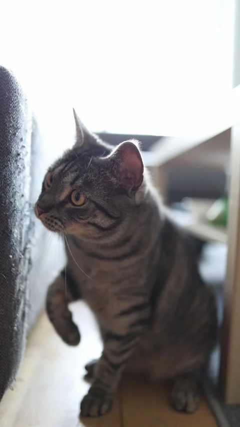 Vertical screen Curious tabby cat sitting next to a scratched sofa edge intensel Stock Footage 312676518