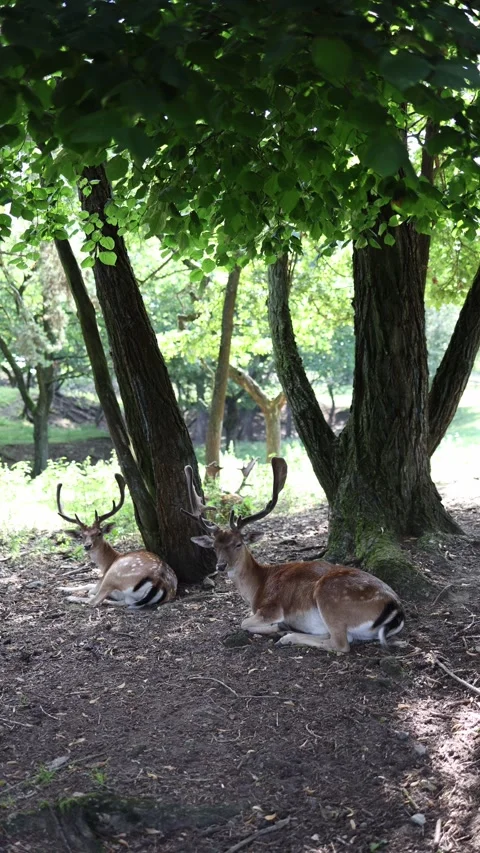 Vertical screen deer relax in the shade of tall forest trees with sunbeams filte Stock Footage 313843610