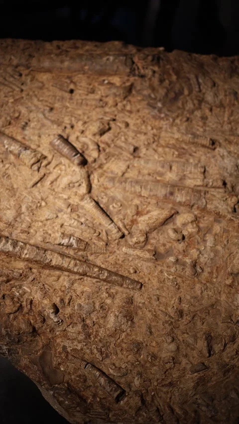 Vertical screen dense cluster of fossilized marine shells and elongated  스톡 동영상 320451035