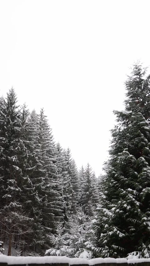 Vertical screen: A dense forest of snow-covered evergreen trees under a bright,  Stock-Footage 299307767