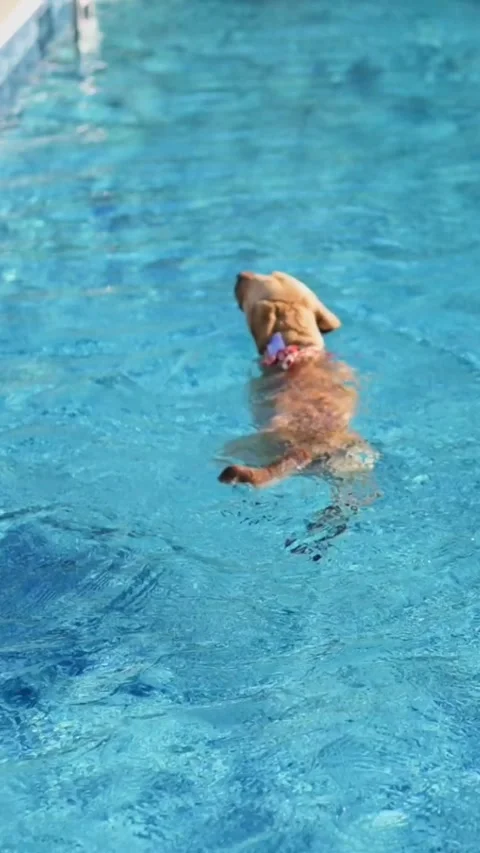 Vertical screen Dog Swimming in a Sparkling Blue Pool golden retriever enjoys Stock Footage 296797053