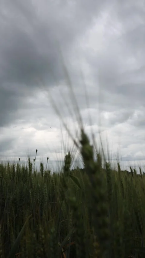 Vertical screen dramatic view from wheat field as lone military jet slices throu Stock Footage 311150051