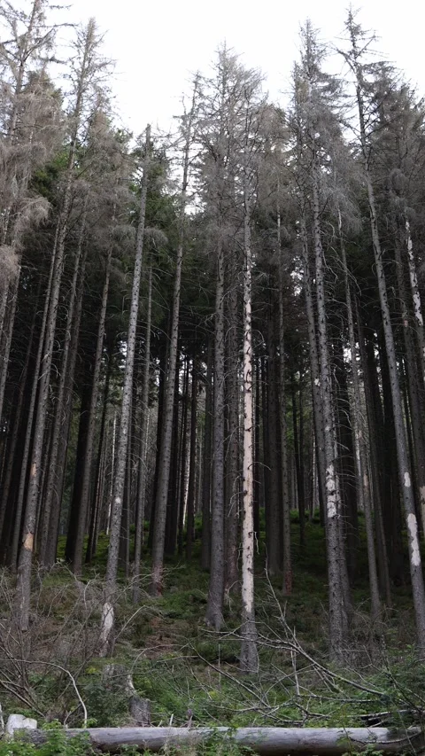 Vertical screen dry diseased forest with tall bare trunks and dead branches rise Stock Footage 315940130