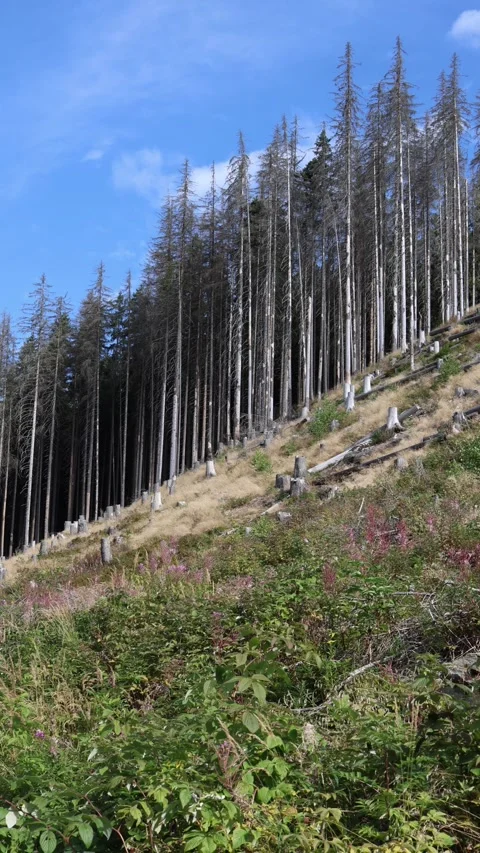 Vertical screen dry forest on mountain slope with tall lifeless trunks and many  Stock Footage 315940123