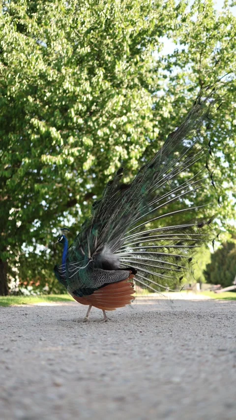 Vertical screen elegant peacock struts across sunlit path with shimmering tail f Stock Footage 311130146