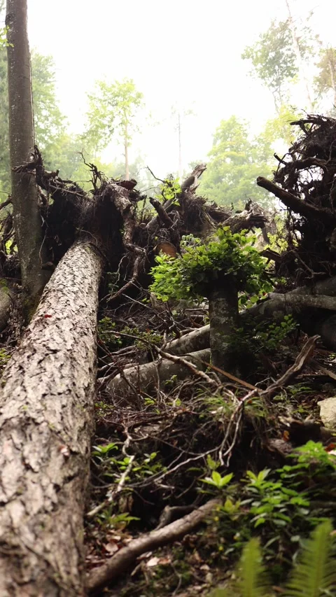 Vertical screen fallen tree with large exposed roots lies across forest floor su Stock Footage 318220149