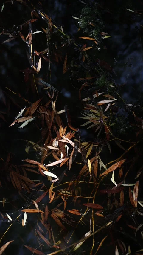 Vertical screen fallen willow leaves drift in dark still water tangled with alga Stock Footage 311648279