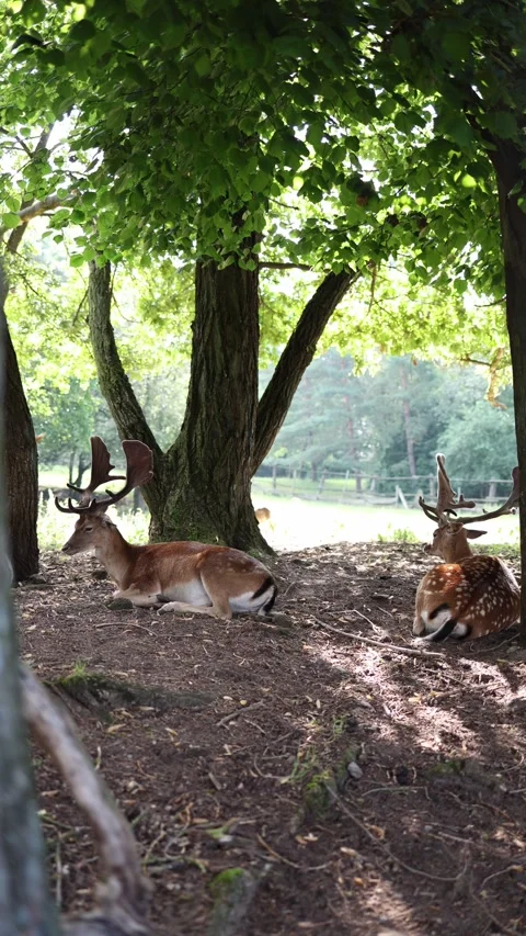Vertical screen fallow deer with antlers rest in the cool shade of dense forest  Stock Footage 313843607