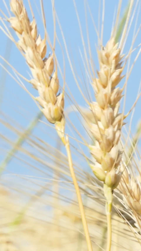 Vertical Screen: Farmer wheat field. Agriculture. Ears of golden wheat at sunset Stock Footage 231617923