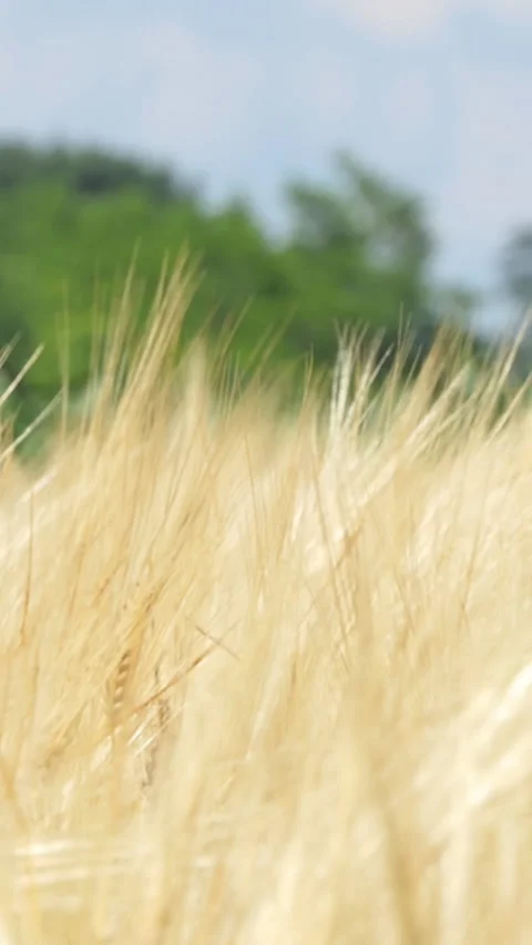 Vertical Screen: field of ripening wheat against the blue sky. Spikelets of Stock Footage 230036006