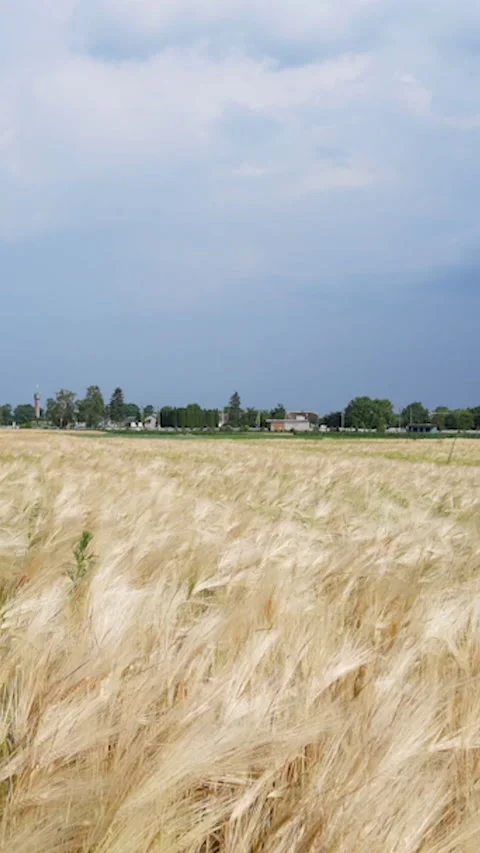 Vertical Screen: Flying Over Barley Field Stock Footage 231609456