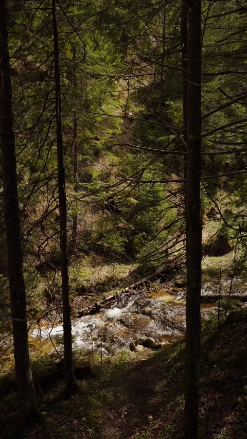 Vertical screen: forest stream glides softly among towering trees, offering Stock Footage 311154696