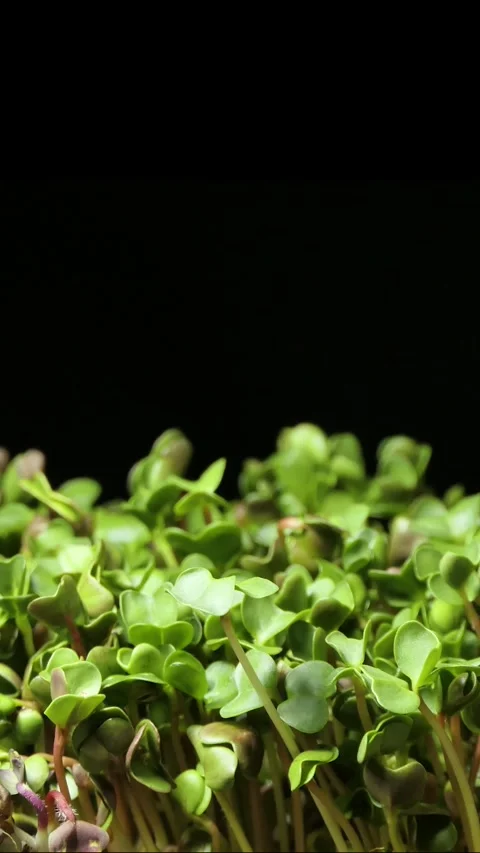 Vertical screen: Germinating Seed Growing in Ground Agriculture Spring Summer Stock Footage 263141847