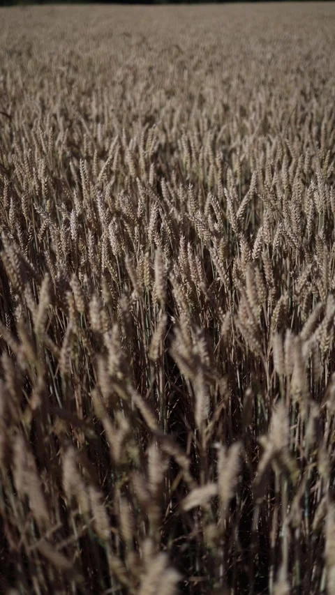 Vertical screen golden wheat field sways in the summer breeze as ripe grain head Video stock 312324830