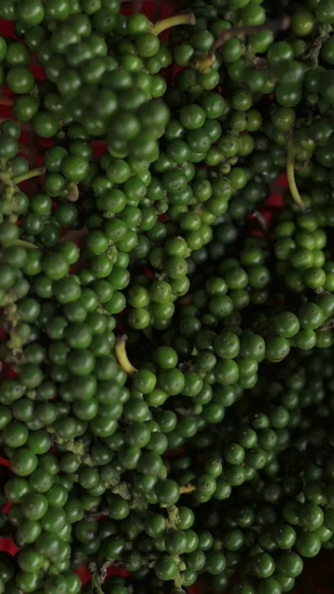 Vertical screen Green Peppercorn Clusters Vietnam Street Market, Local Vendor Видео 332686840