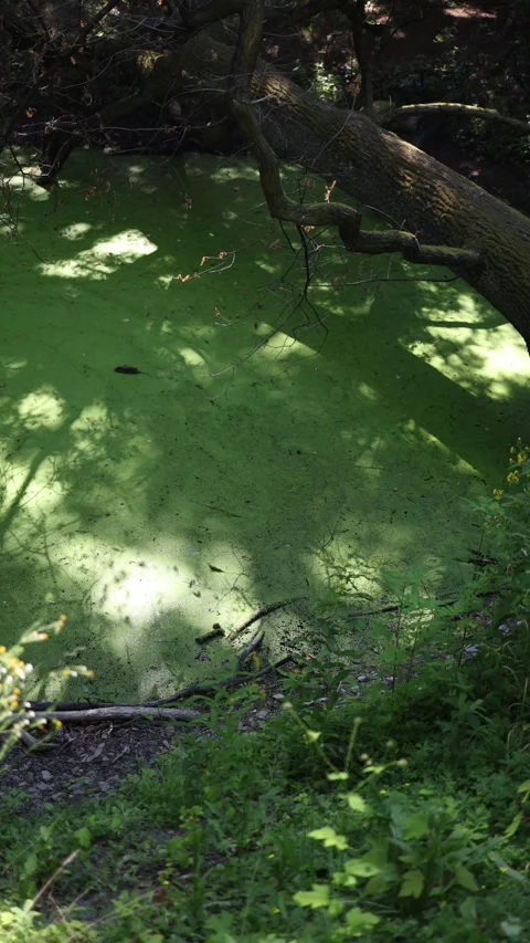 Vertical screen green swamp surface in dense forest surrounded by fallen branche Stock Footage 312288162
