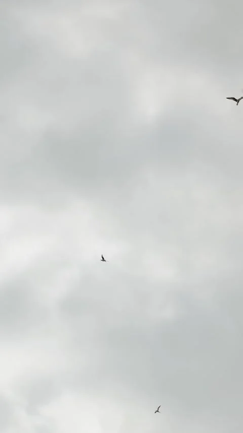 Vertical screen: A group of birds soaring majestically against a beautiful and Stock Footage 308398742