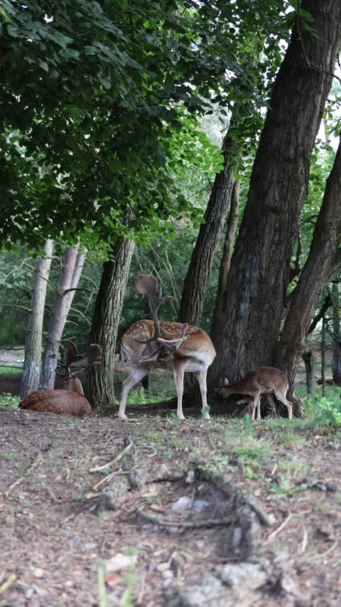 Vertical screen group of deer rest and graze peacefully in a quiet forest surrou Stock Footage 313843616