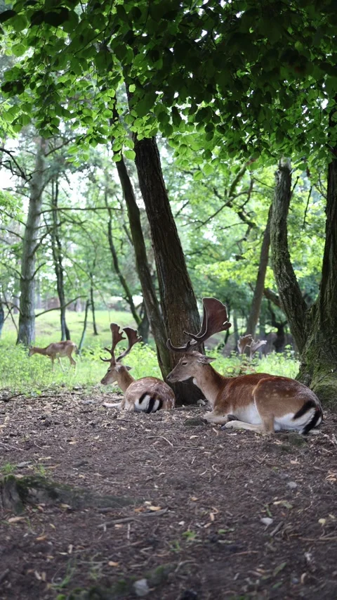 Vertical screen Group of fallow deer resting peacefully under lush green trees i Stock Footage 313843601