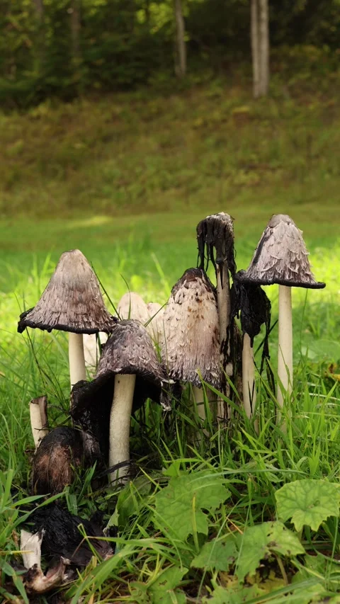 Vertical screen group of shaggy ink cap mushrooms Coprinus comatus growing in gr Stock Footage 318219965