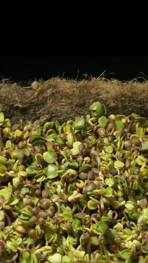 Vertical screen: Growing micro green plants in timelapse. Sprouts germination Stock Footage 263141949