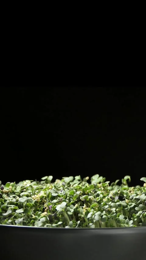 Vertical screen: Growing micro green plants in timelapse. Sprouts germination Stock Footage 263142026