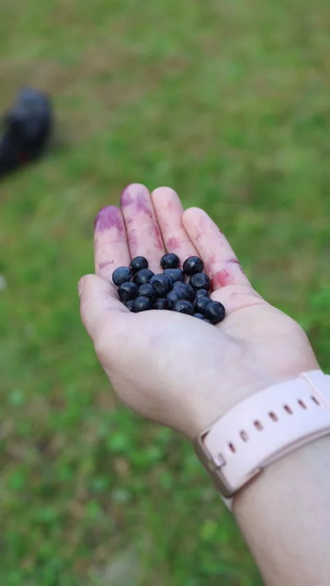 Vertical screen hand holding freshly picked blueberries with purple juice stains Stock Footage 315940103