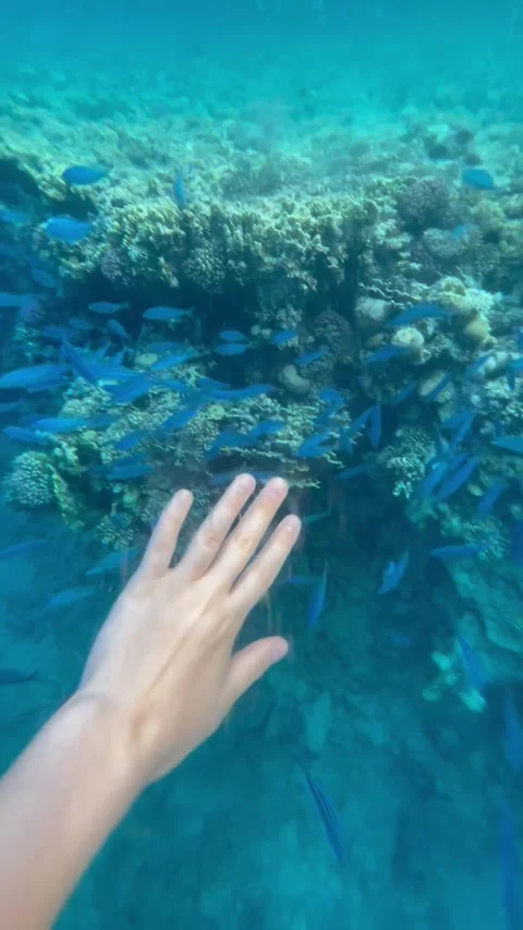 Vertical screen hand reaches toward coral reef surrounded by school of blue fish Stock Footage 317086608