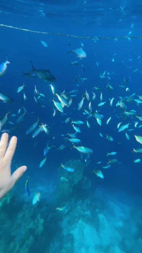 Vertical screen hand reaches toward school of tropical fish swimming in clear bl Stock Footage 317086612