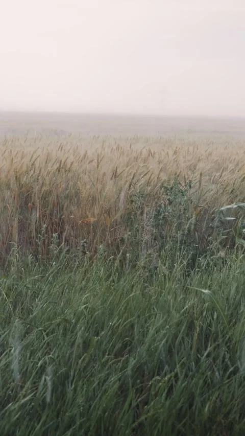 Vertical Screen Heavy rain on field with grass and wheat in springtime. Stock Footage 299847197