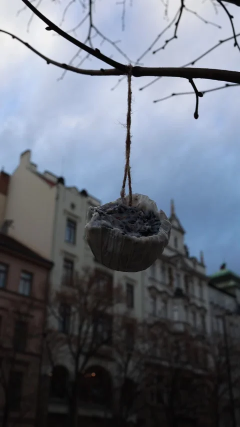 Vertical screen: A homemade bird feeder hanging from a tree branch, set against  Stock Footage 300161660