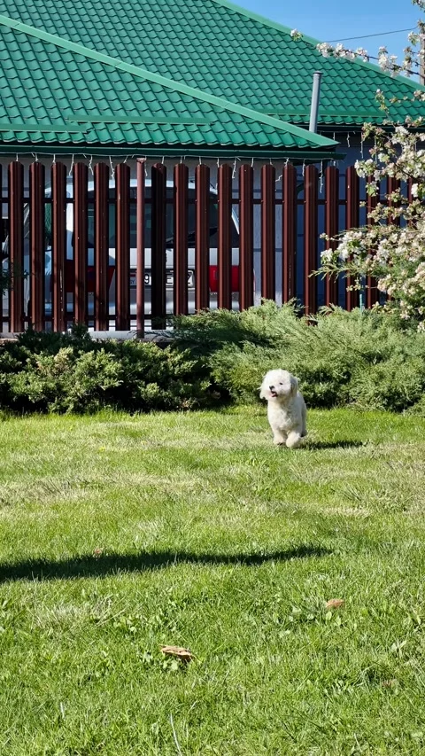 Vertical screen: joyful small white dog running playfully across lush green Stock Footage 312865873