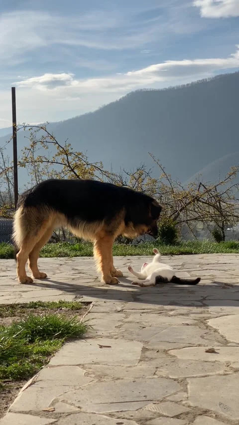Vertical screen. Large dog and cat play together. German shepherd and domestic c Stock Footage 332876772