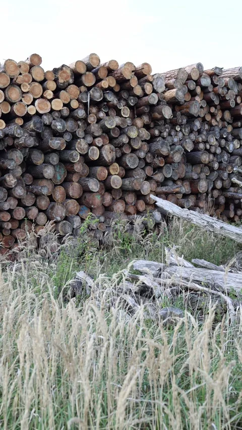 Vertical screen large stack of round wooden logs piled outdoors near dry grass a Stock Footage 318217705