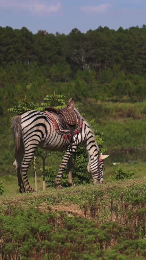 Vertical screen Leopard Wandering Through Lush Open Landscape. African Zebra Stock Footage 331564247