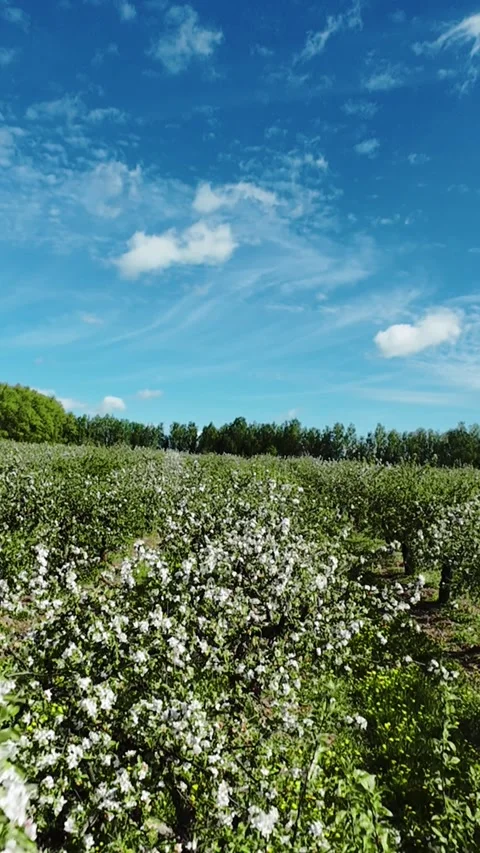 Vertical screen Lush Apple Orchard In Full Bloom Beneath Blue Sky, Dense Stock-Footage 336739232
