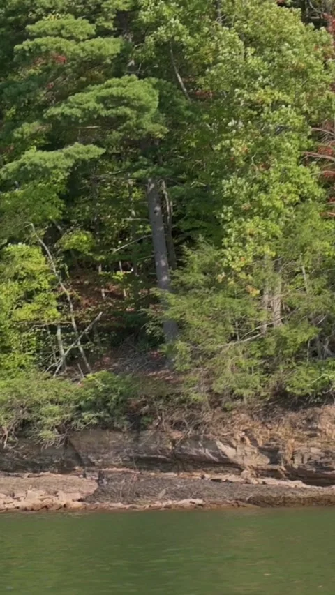 Vertical screen Lush Forest Shoreline of Watauga Lake vibrant forest shoreline Видео 296797152