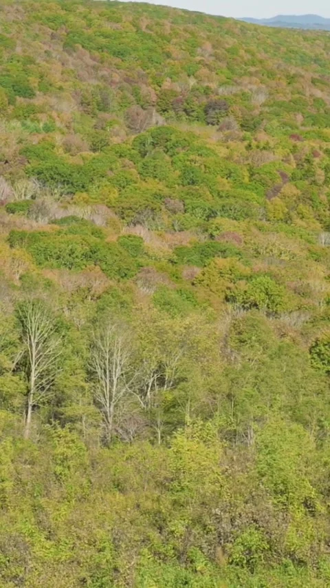 Vertical screen Lush Green Forest Appalachian Mountains USA sprawling view of Vídeo Stock 296797120