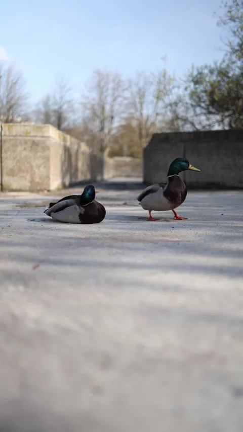 Vertical screen mallard ducks lying on the asphalt in the city no water in sight Stock Footage 306007298