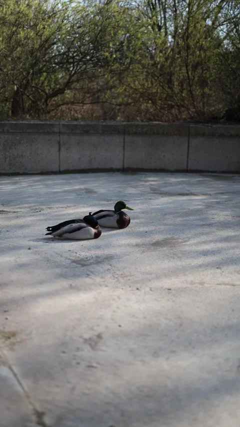 Vertical screen mallard ducks resting still on warm pavement under soft afternoo Stock Footage 306007330