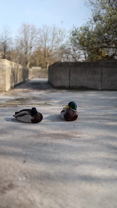 Vertical screen mallard ducks sitting on the asphalt with no water around strugg Stock Footage 306007273