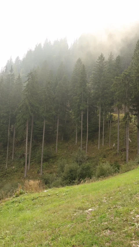 Vertical screen mist drifting over tall evergreen trees on a mountain slope with Stock Footage 318219953
