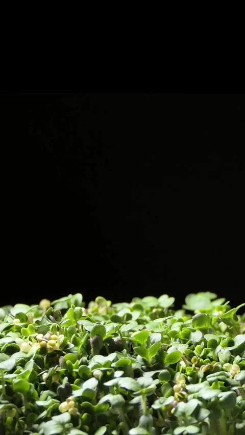 Vertical screen: Mustard Sprouts Micro Greens Moving in Time Lapse as Perfect Stock Footage 263238392